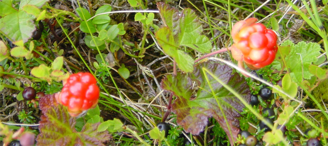 Cloudberries - Ammarns Swedish Lappland