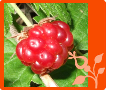 arctic raspberry se rubus arcticus bramble berries put some